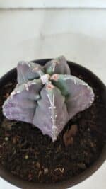 ASTROPHYTUM cv KIKKO  Nº 970 – vaso 15 - Imagem 7