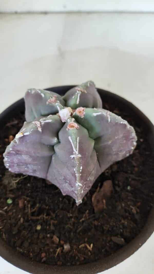 ASTROPHYTUM cv KIKKO  Nº 970 – vaso 15 - Imagem 7