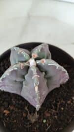 ASTROPHYTUM cv KIKKO  Nº 970 – vaso 15 - Imagem 6