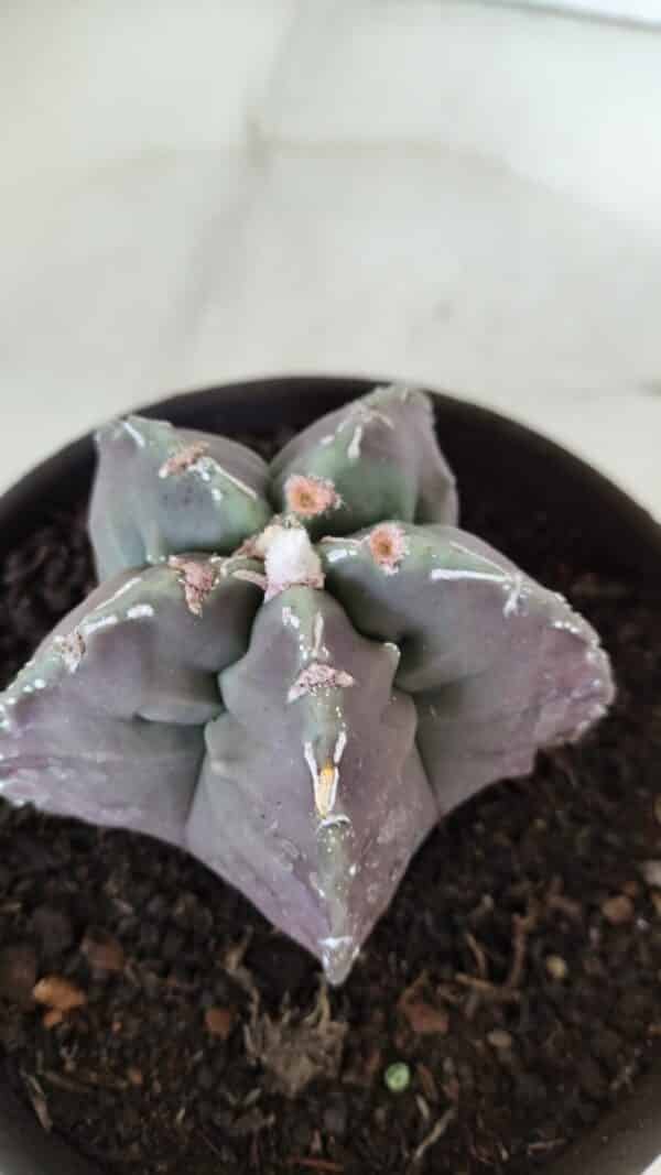 ASTROPHYTUM cv KIKKO  Nº 970 – vaso 15 - Imagem 6