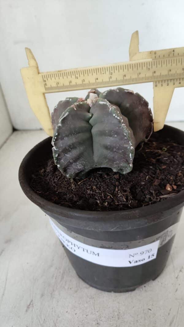 ASTROPHYTUM cv KIKKO  Nº 970 – vaso 15 - Imagem 4