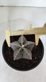 ASTROPHYTUM cv KIKKO  Nº 970 – vaso 15