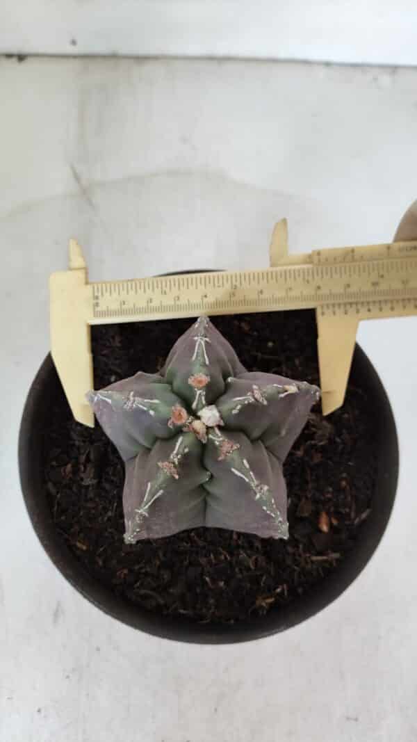 ASTROPHYTUM cv KIKKO  Nº 970 – vaso 15 - Imagem 1