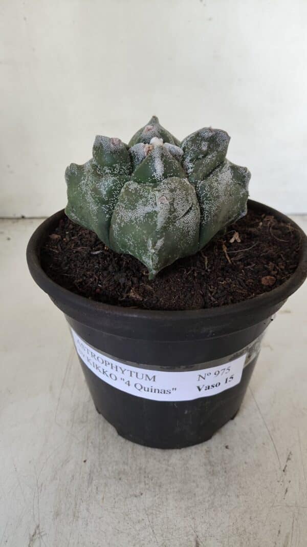 ASTROPHYTUM cv KIKKO "4 Quinas"  Nº 975 – vaso 15 - Imagem 2