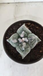 ASTROPHYTUM cv KIKKO "4 Quinas"  Nº 975 – vaso 15 - Imagem 3