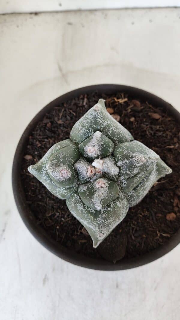 ASTROPHYTUM cv KIKKO "4 Quinas"  Nº 975 – vaso 15 - Imagem 3