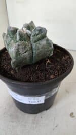 ASTROPHYTUM cv KIKKO "4 Quinas"  Nº 975 – vaso 15 - Imagem 8