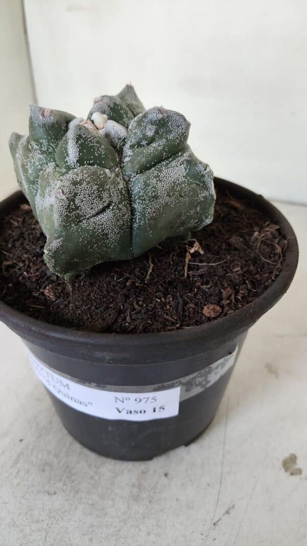 ASTROPHYTUM cv KIKKO "4 Quinas"  Nº 975 – vaso 15 - Imagem 8