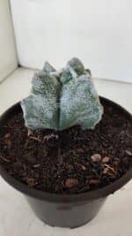 ASTROPHYTUM cv KIKKO "4 Quinas"  Nº 975 – vaso 15 - Imagem 7