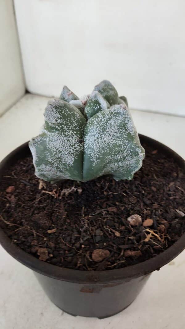 ASTROPHYTUM cv KIKKO "4 Quinas"  Nº 975 – vaso 15 - Imagem 7