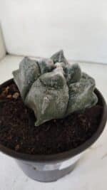 ASTROPHYTUM cv KIKKO "4 Quinas"  Nº 975 – vaso 15 - Imagem 6