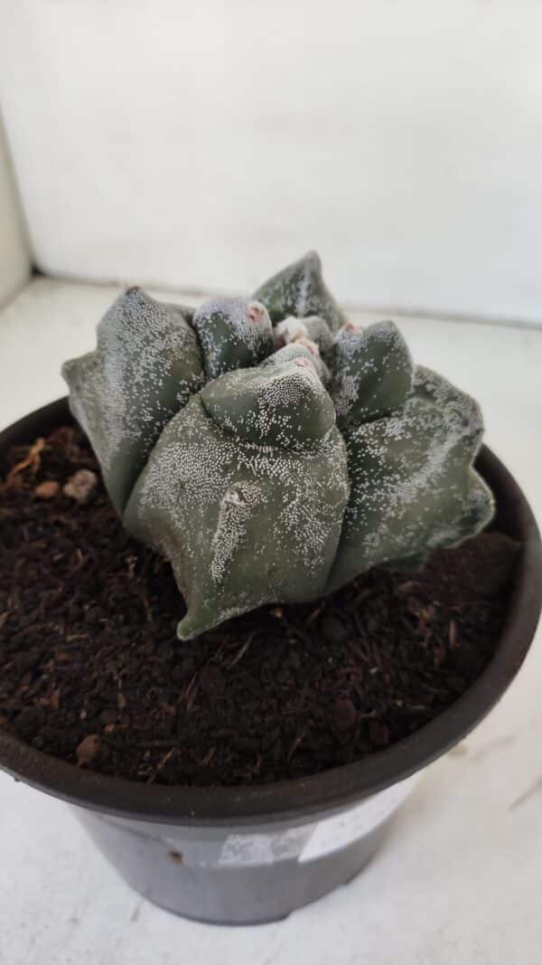 ASTROPHYTUM cv KIKKO "4 Quinas"  Nº 975 – vaso 15 - Imagem 6
