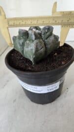 ASTROPHYTUM cv KIKKO "4 Quinas"  Nº 975 – vaso 15
