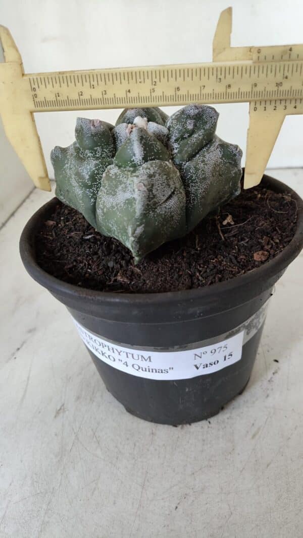 ASTROPHYTUM cv KIKKO "4 Quinas"  Nº 975 – vaso 15 - Imagem 1
