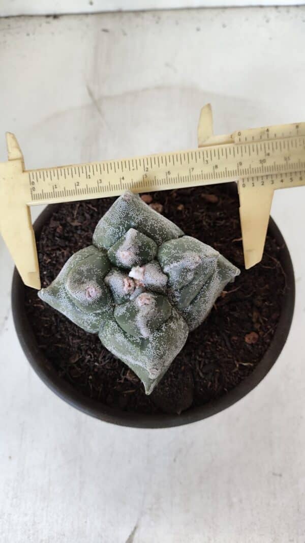 ASTROPHYTUM cv KIKKO "4 Quinas"  Nº 975 – vaso 15 - Imagem 5