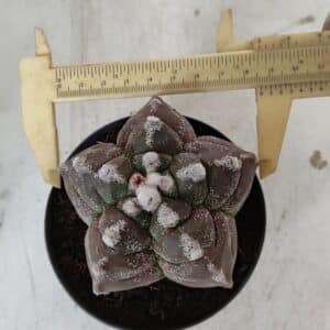 ASTROPHYTUM cv KIKKO  Nº 977 – vaso 11