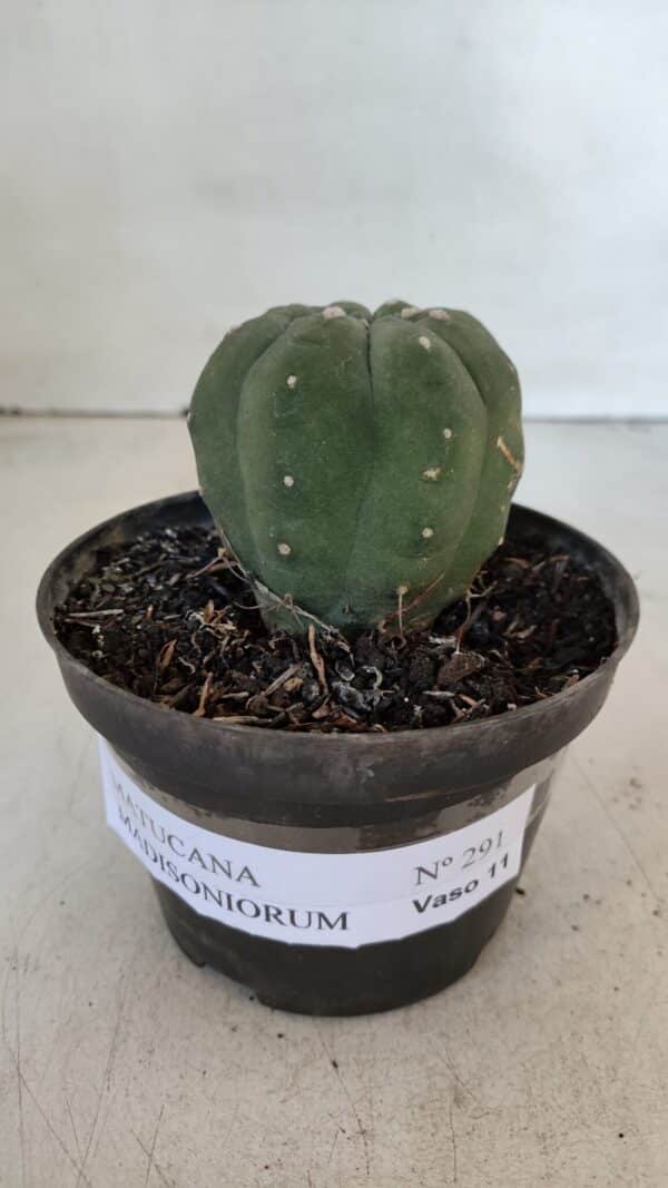 MATUCANA MADISONIORUM Nº 285 – vaso 11 - Imagem 2