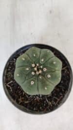 MATUCANA MADISONIORUM Nº 285 – vaso 11 - Imagem 3