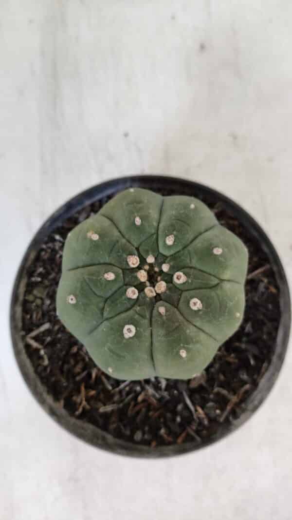 MATUCANA MADISONIORUM Nº 285 – vaso 11 - Imagem 3