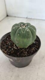 MATUCANA MADISONIORUM Nº 285 – vaso 11 - Imagem 7