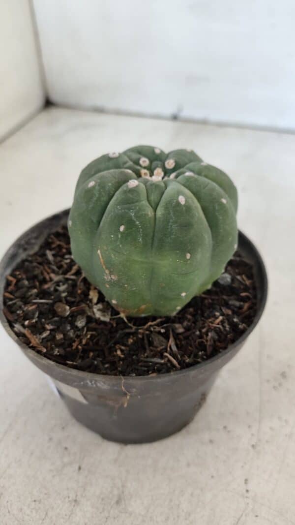 MATUCANA MADISONIORUM Nº 285 – vaso 11 - Imagem 7