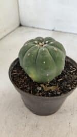 MATUCANA MADISONIORUM Nº 285 – vaso 11 - Imagem 9