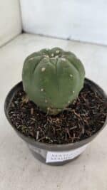 MATUCANA MADISONIORUM Nº 285 – vaso 11 - Imagem 8