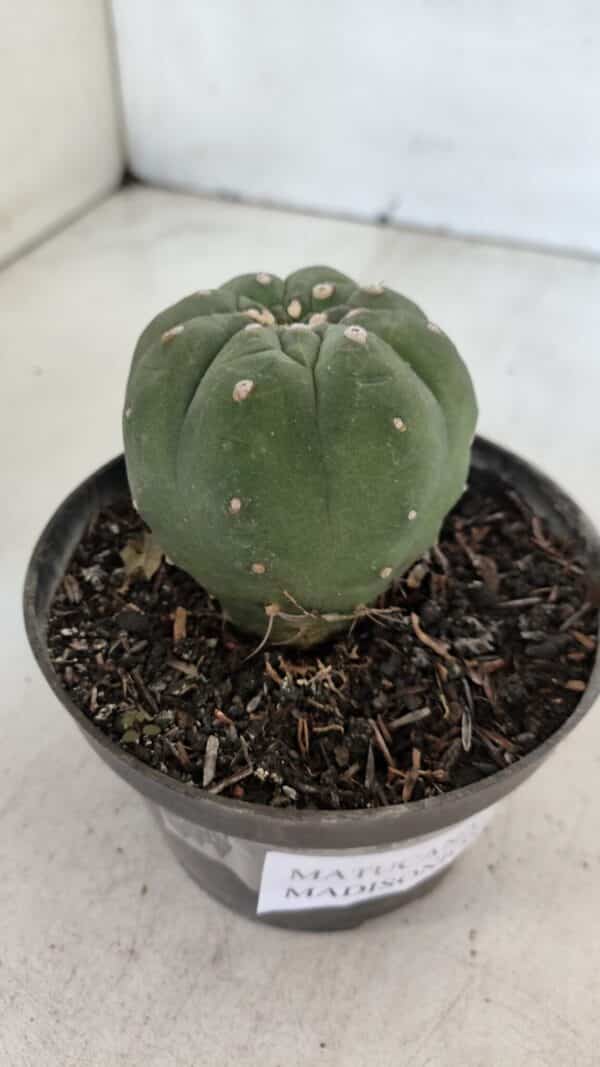 MATUCANA MADISONIORUM Nº 285 – vaso 11 - Imagem 8