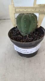 MATUCANA MADISONIORUM Nº 285 – vaso 11 - Imagem 4