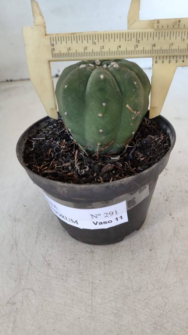 MATUCANA MADISONIORUM Nº 285 – vaso 11 - Imagem 6