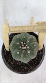 MATUCANA MADISONIORUM Nº 285 – vaso 11
