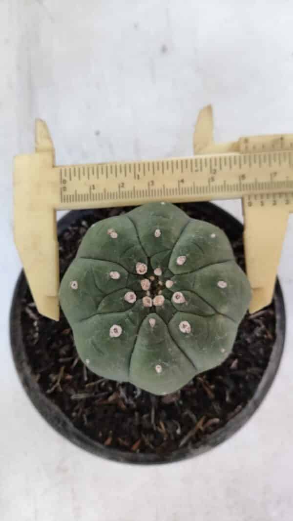 MATUCANA MADISONIORUM Nº 285 – vaso 11 - Imagem 1