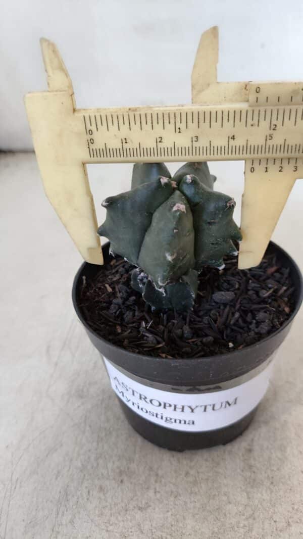 ASTROPHYTUM MYRIOSTIGMA Nº 1004 – vaso 09 - Imagem 1