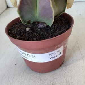 ASTROPHYTUM MYRIOSTIGMA Nº 950 – vaso 11