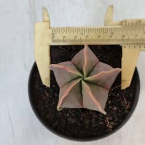 ASTROPHYTUM MYRIOSTIGMA Nº 954 – vaso 11