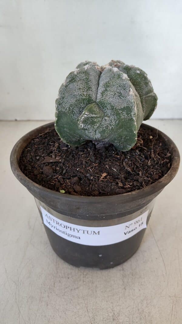 ASTROPHYTUM MYRIOSTIGMA Nº 961  – vaso 15 - Imagem 2