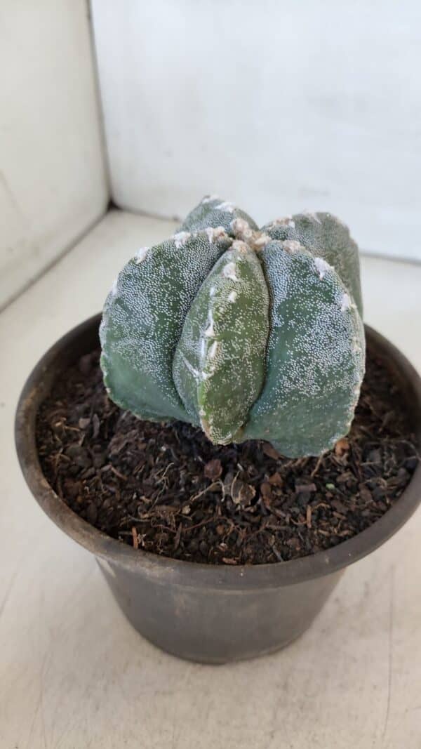 ASTROPHYTUM MYRIOSTIGMA Nº 961  – vaso 15 - Imagem 8
