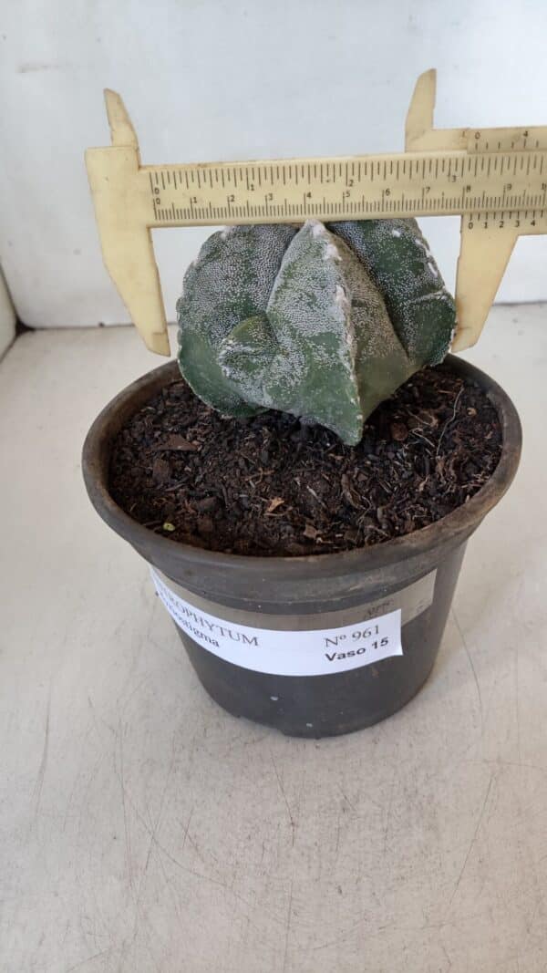 ASTROPHYTUM MYRIOSTIGMA Nº 961  – vaso 15 - Imagem 4