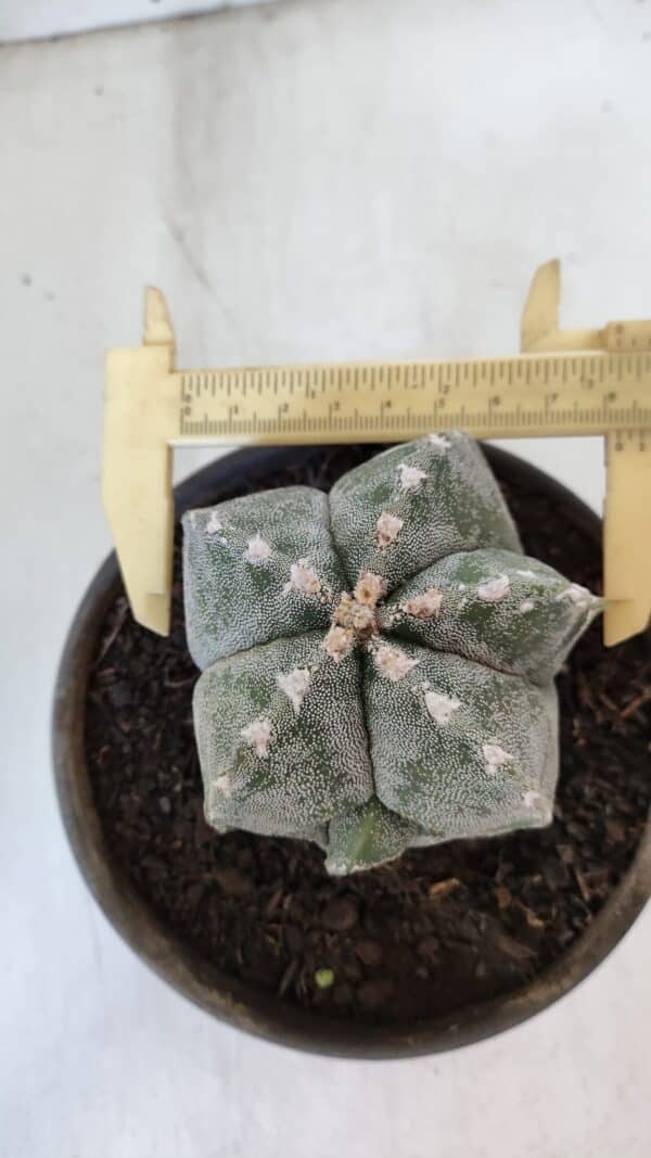 ASTROPHYTUM MYRIOSTIGMA Nº 961  – vaso 15 - Imagem 1