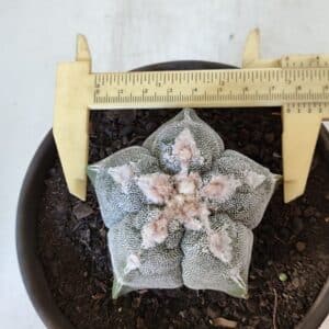 ASTROPHYTUM MYRIOSTIGMA Nº 965  – vaso 15