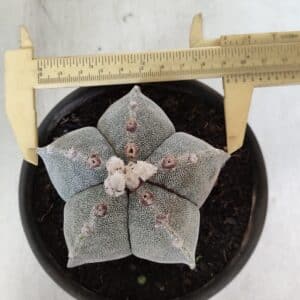 ASTROPHYTUM MYRIOSTIGMA Nº 965 – vaso 15