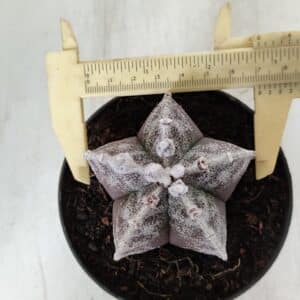 ASTROPHYTUM MYRIOSTIGMA Nº 967 – vaso 11