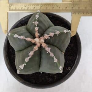 ASTROPHYTUM MYRIOSTIGMA Nº 968 – vaso 15