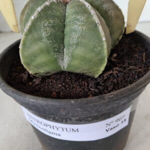 ASTROPHYTUM MYRIOSTIGMA Nº 969 – vaso 15