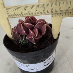 ASTROPHYTUM MYRIOSTIGMA "COLÔNIA"  Nº 974 – vaso 09