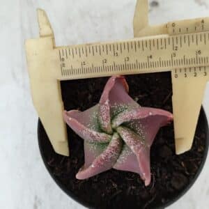 ASTROPHYTUM MYRIOSTIGMA Nº 981 – vaso 09