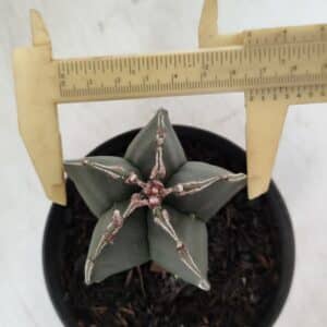 ASTROPHYTUM MYRIOSTIGMA Nº 989 – vaso 11