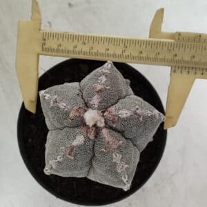 ASTROPHYTUM MYRIOSTIGMA Nº 993 – vaso 11