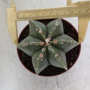 ASTROPHYTUM MYRIOSTIGMA "Multicostatum - 6 quinas " Nº 1012 – vaso 11