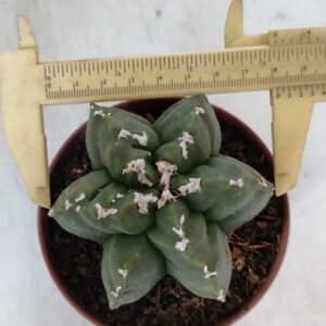 ASTROPHYTUM MYRIOSTIGMA "Multicostatum - 6 quinas " Nº 1013 – vaso 11